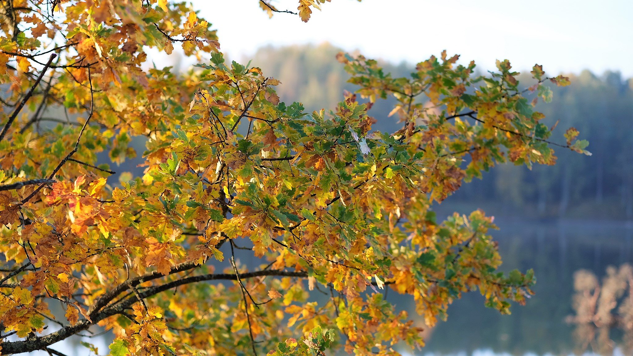 Autumn leafs II